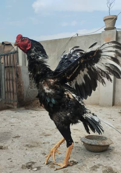 Shamoo Chicks For Sale