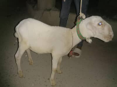 4 month sheep for sale