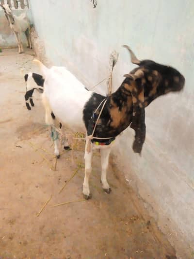 palna wali bakri or katna wali bakri or kids