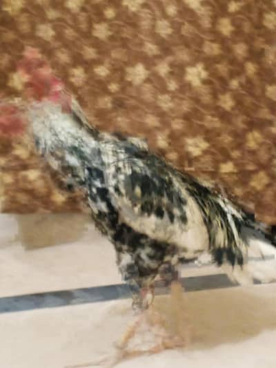 Beautiful Chinaa Aseel Bird