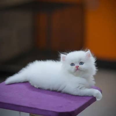 CASH ON DELIVERY. triple coated punch face doll face kittens for sale