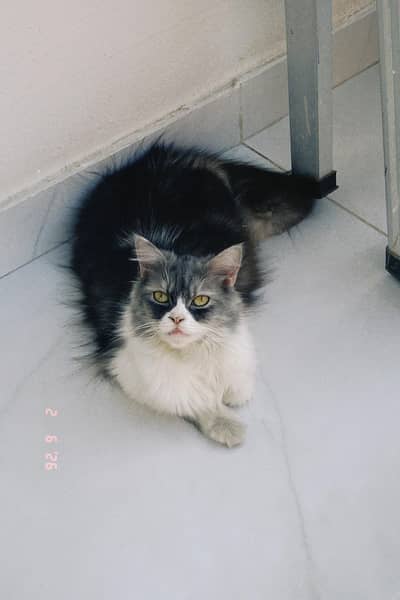 Persian female cat for sale