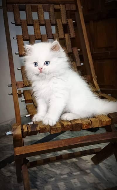 CASH ON DELIVERY. Gift quality triple coated kittnes