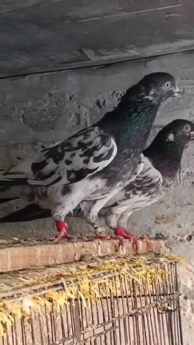 watsapp 03/29/46/64/5/32