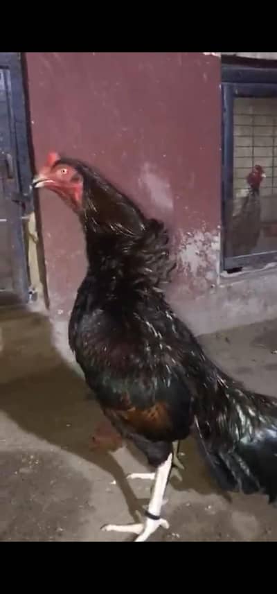 HIGH QUALITY BREEDER