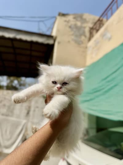 Tripple coated punch face kittens