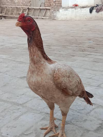 lakhi aseel Murghi hi bahot achi baridar hi