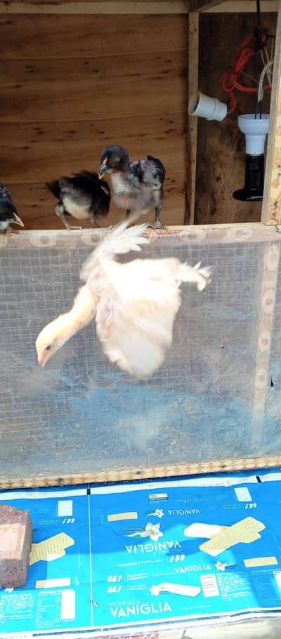 healthy and active chicks