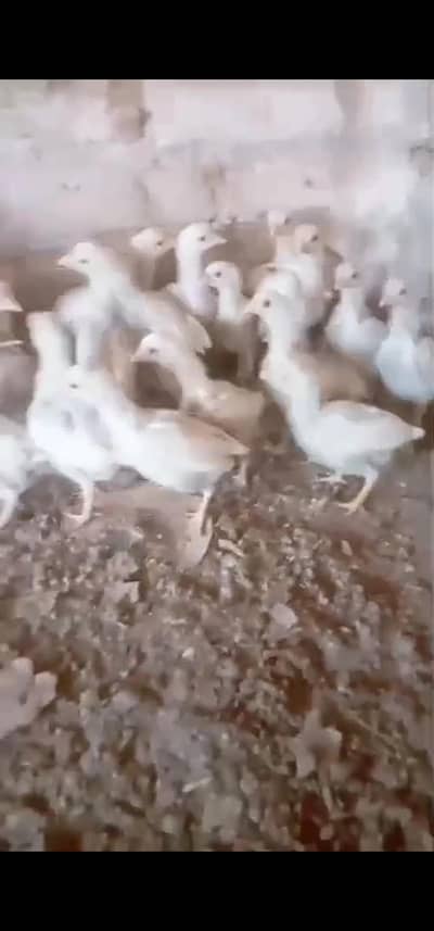 Heera Quality Heera Aseel