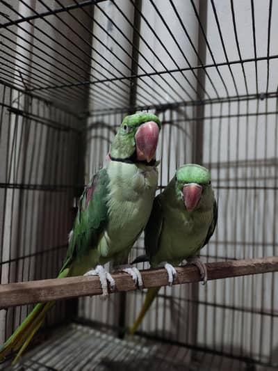 RAW PARROT TALKING BREEDER PAIR