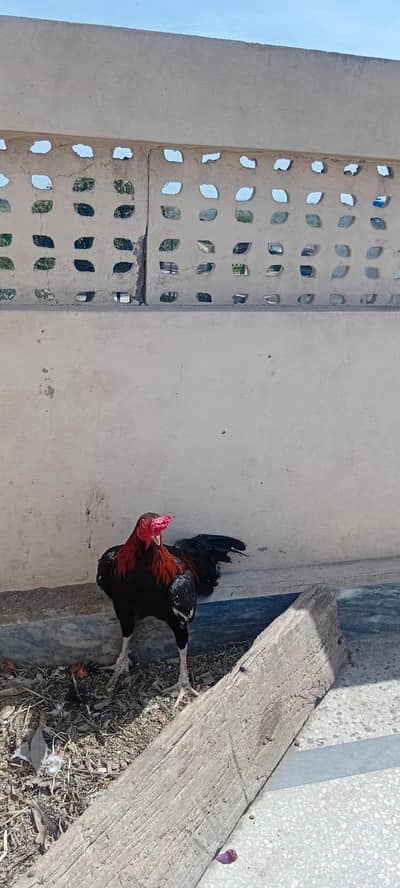 wattsapp number 03068960983