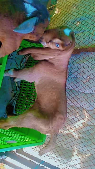 bittal breder bakra 1 month sub khata peta hai