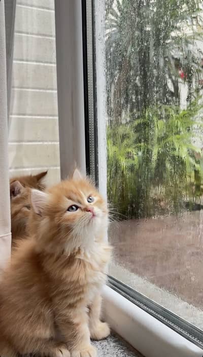 Ginger persian cats healthy kitten