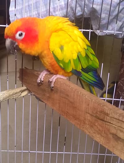 Suncounore breeder talking ghurailaui male whatsapp 03007835599