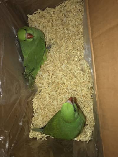 Parrots