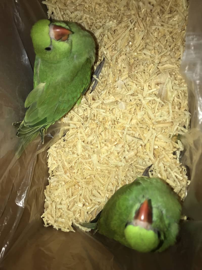 Parrots 1