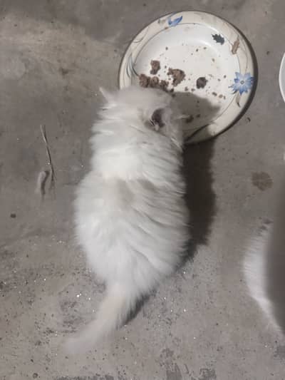 Female ktten triple cotted