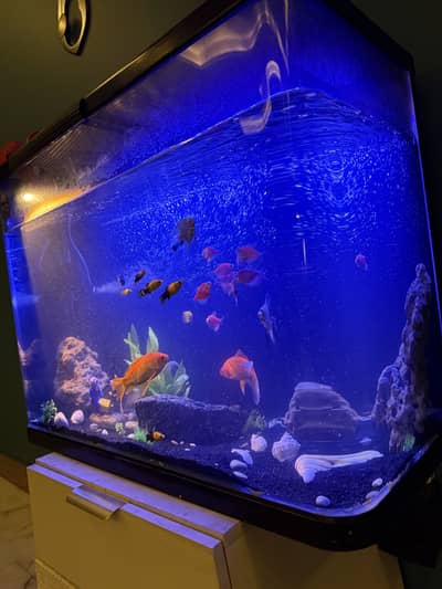 Imported Aquarium one piece 32 inches x15 inch