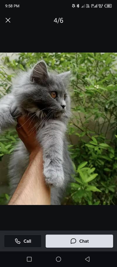 Persian dynamic grey color