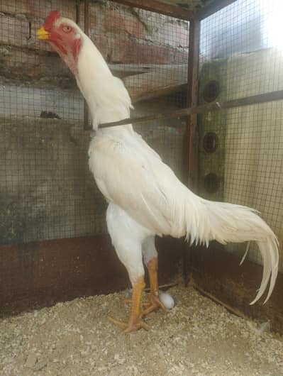 Aseel Shamo white chicks