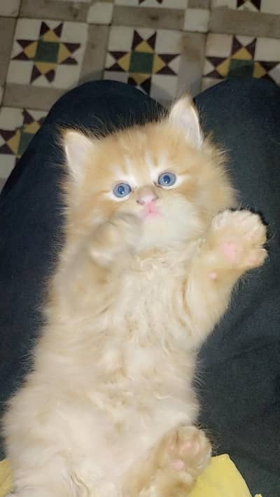 Persian male kitten for sale