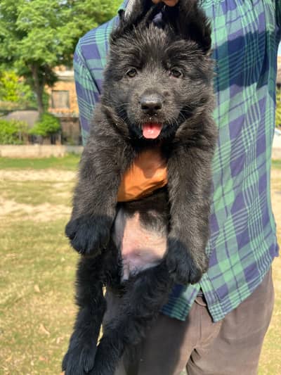 solid Black German shepherd long coat
