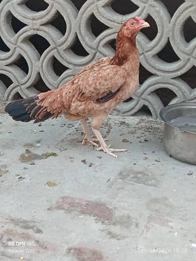 Mianwali Aseel murghi