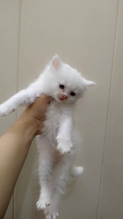 Persian kittens for sale