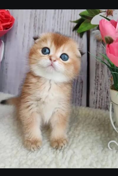 Scottish fold kittin for sell. 0313 4935014