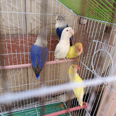 lovebirds crimino , albino , decino , blue fishers ,