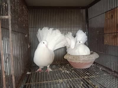 Beautiful Pigeons available for New Shelter