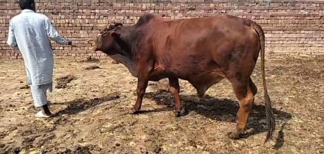 wacha bachra  katta bull /Qrbani ka janwar / Qurbani 2026
