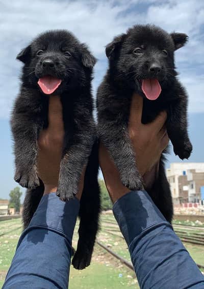German shepherd |black shepherd | Black n tan puppy | Gsd puppies