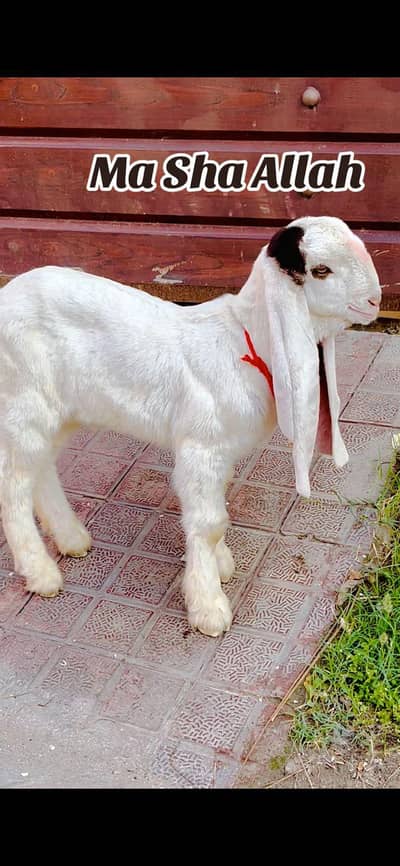 Jamunapari Goat