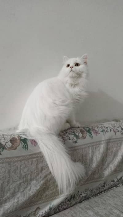 white Persian female cat