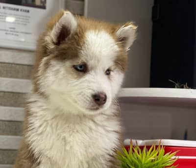 Siberian Husky Puppy | Husky Puppy | woolly coat | Female puppy