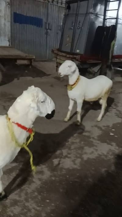 mundra chatray 11.5 to 12 month age