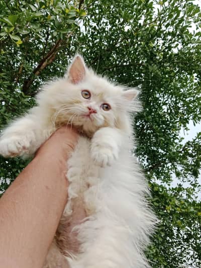 Persian male kitten  03234102419