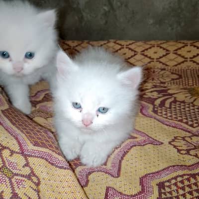 Persian cat for sale male female vaccine clear