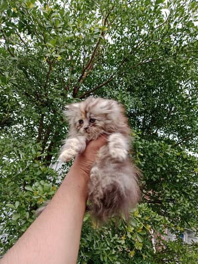 female kitten semi punch face triple coat 03234102419