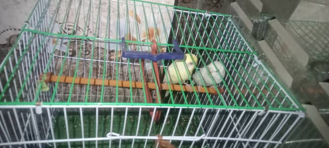 Pair of parrot with beautiful cage