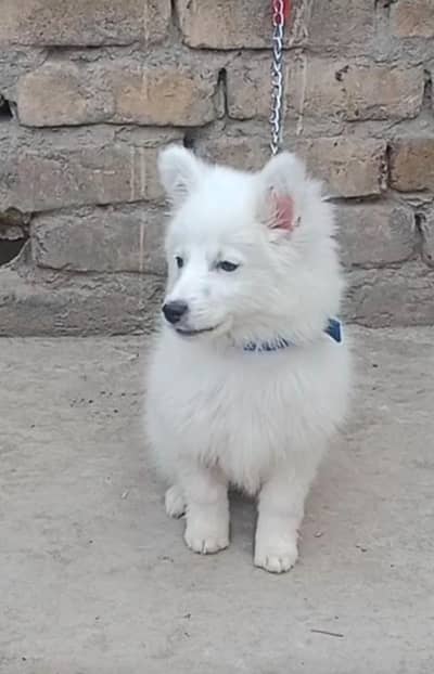 Russian 0 size  female available