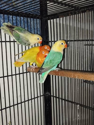 love birds pathy 7month age