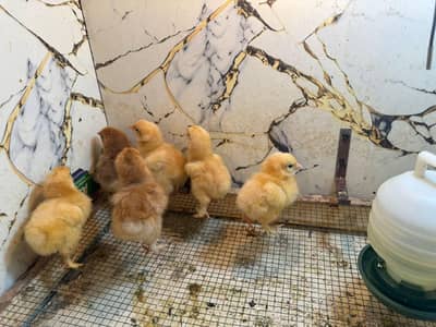 Golden heavy buff chicks available for sale