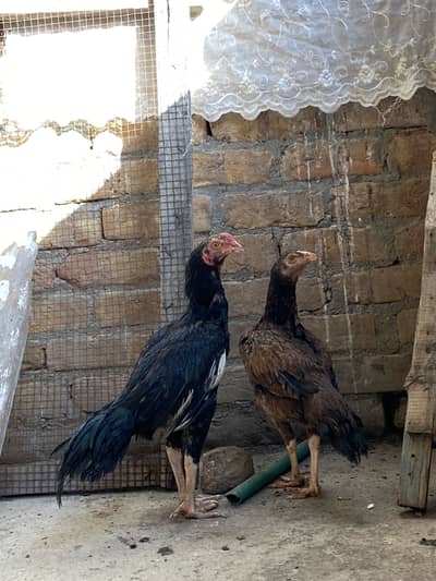 1 Aseel pair for sale