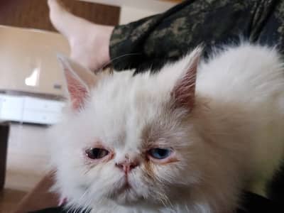 piki male cat odd eyes