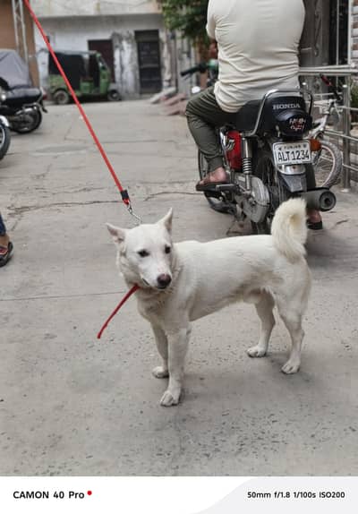 Russian dog full active and Friendly Dog