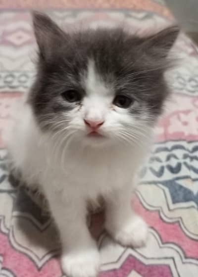 4 pure persion kittens looking for a new forever home