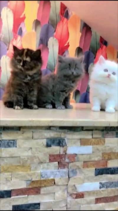 Persian cat for sale male female vaccine clear