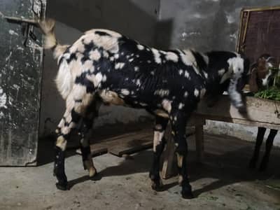 Shara Bakra for sale